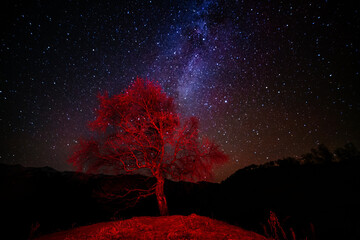 Night sky with milky Way and alone red illuminated tree on mountain landscape