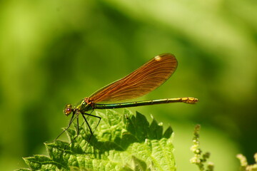 Dragonfly