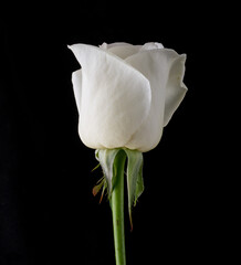 drops on roses. Abstract flower. white rose on black background - Valentines, Mothers day, anniversary, condolence card. Beautiful rose. close up roses .  panorama