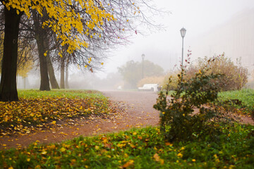 morning in the fog