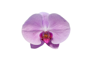 Naklejka na ściany i meble Purple orchid flowers isolated on white background. Object with clipping path.