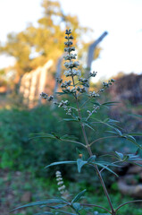 a chaste tree flower, monsk's pepper flower