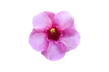 Fototapeta na wymiar Pink flower (Allamanda Cathartica) Isolated on white background. Object with clipping path.