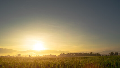 green rice fields and sunrise background