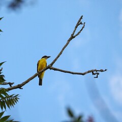 yellow billed hornbill