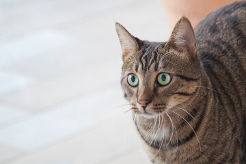 Portrait of a beautiful domestic cat with green eyes. Closeup face of gray striped cat pat with beauty green eyes.