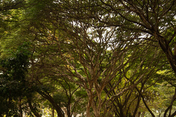 Obraz premium Tree - Arbre - Árvore