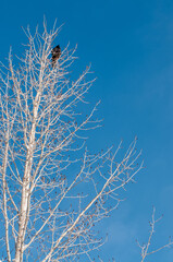 crow in a tree