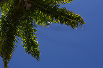 Palmeira - Tree - Arbre