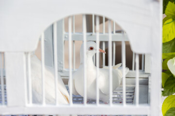 dove looking out from cage