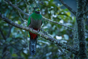 Quetzal - Pharomachrus mocinno female - bird in the trogon family. It is found from Chiapas, Mexico to western Panama. It is well known for its colorful plumage