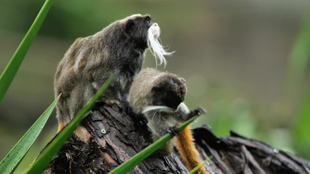 Emperor Tamarin with his juvenile playing on a branch saguinus imperator Martinique zoo