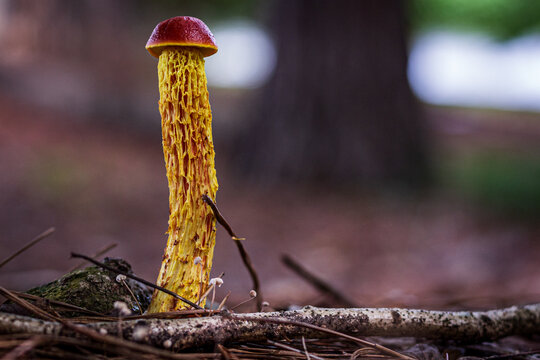 Yellow Mushroom with Red Top