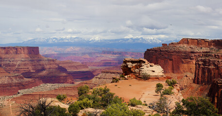 Scenic panorama of view point in Canyonlands National Park with flying bird, Utah, USA