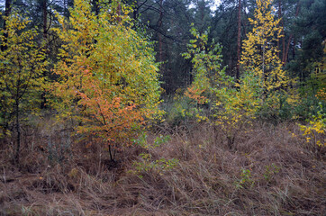 Fototapeta na wymiar Forest near Kiev at autumn