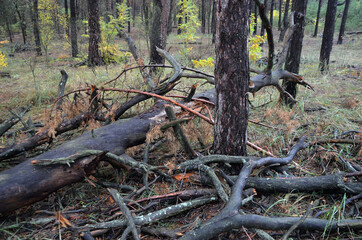 Forest near Kiev at autumn