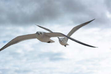 gaviotas (laridae) mirando directo a la cámara