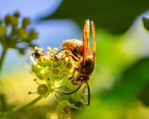 European Hornet wasp up close sitting on old flowers made with 105mm macro lens. The largest of the eusocial wasps, and similar in appearance to their close relatives yellowjackets.