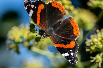 Red admiral butterfly resting on flower. With black and orange bands on wings. Closeup. 105mm macro lens
