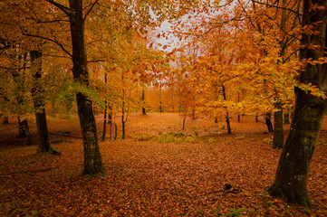 Danish autumn forest in beautiful colours