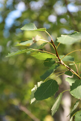 little beetle crawling on a tree branch in a sunny park