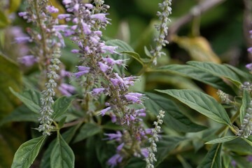 Flowers of Elsholtzia stauntonii