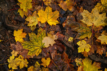 Background of colorful autumn leaves. Brown, gold and yellow foliage on the ground in forest. Saint John under the Cliff (Svaty Jan pod Skalou), Czech Republic