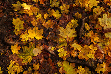 Background of colorful autumn leaves. Brown, gold and yellow foliage on the ground in forest. Saint John under the Cliff (Svaty Jan pod Skalou), Czech Republic
