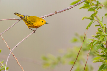 A yellow warbler rests momentarily on a branch in Wyoming.