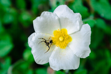 Obraz premium natureza