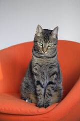 Cute striped pet cat sitting in a red chair.