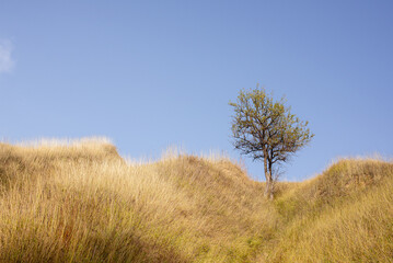 Obraz premium lonely tree on a hill in the steppe