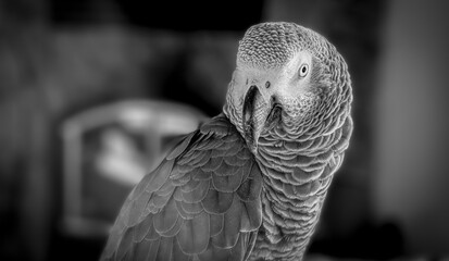 Fototapeta premium african grey parrot