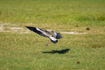 Flying