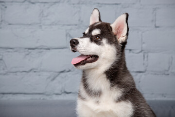 Theme pet puppy dog home. Funny active baby husky female black and white, three months old, is playing on a gray sofa in the living room. Siberian husky gets pleasure on the couch in the apartment