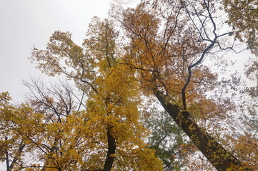 Tall Trees in Autumn