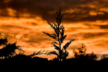 Atardecer naranja 