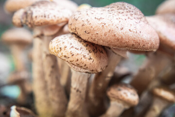 Close-up group of brown mushroom in the forest during autumn on a sunny day