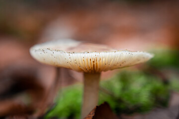 Close-up of pretty light brown orange mushroom in the forest catching sunlight during autumn