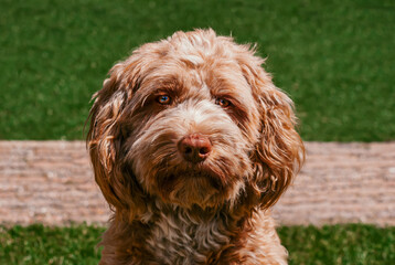 Close-up portrait Labra doodle dog with grass background