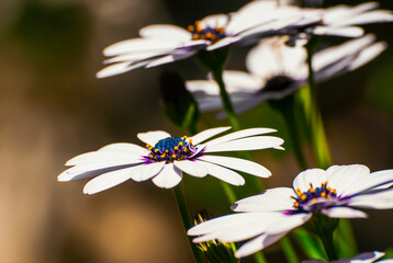 Close-up rare white daisy flowers from the side with orange blurred background and blue centre