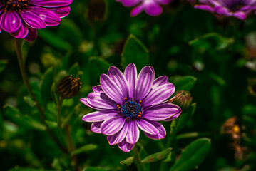 Close-up purple daisy flower with blue center and pollen with blurred green grass background in summer