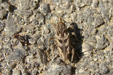 Weevil (Coniocleonus excoriatus)