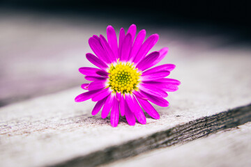 Pink purple daisy flower on wooden rustic vintage white floor with blurred background
