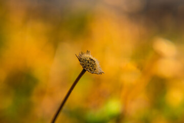 Bloomed out withered daisy flower with yellow blurred background during autumn