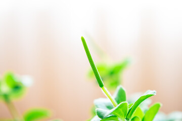 Close-up green plant stem and leaves with sunny blurred background of a meadow