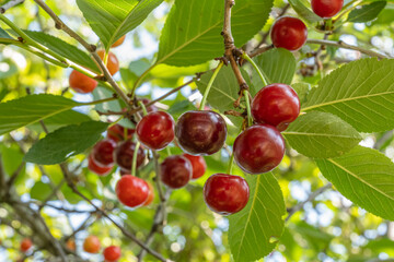 Cherry tree on a bright Sunny day