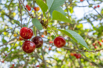 Cherry tree on a bright Sunny day