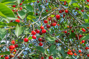 Cherry tree on a bright Sunny day
