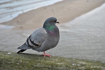 Gołąb © bnorbert3
